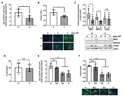 Elevated CO2 Levels Delay Skeletal Muscle Repair by Increasing Fatty Acid Oxidation